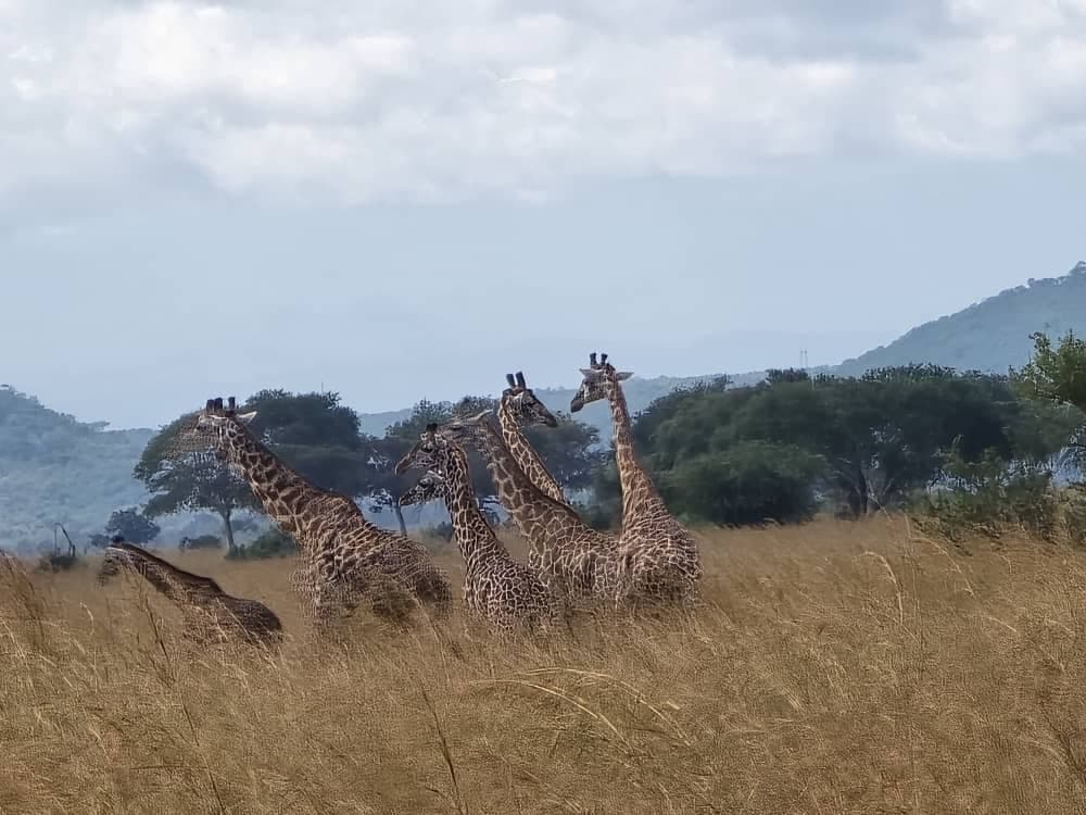 Giraffenherde im hohen Gras vor den Bergen des Mikumi-Nationalparks