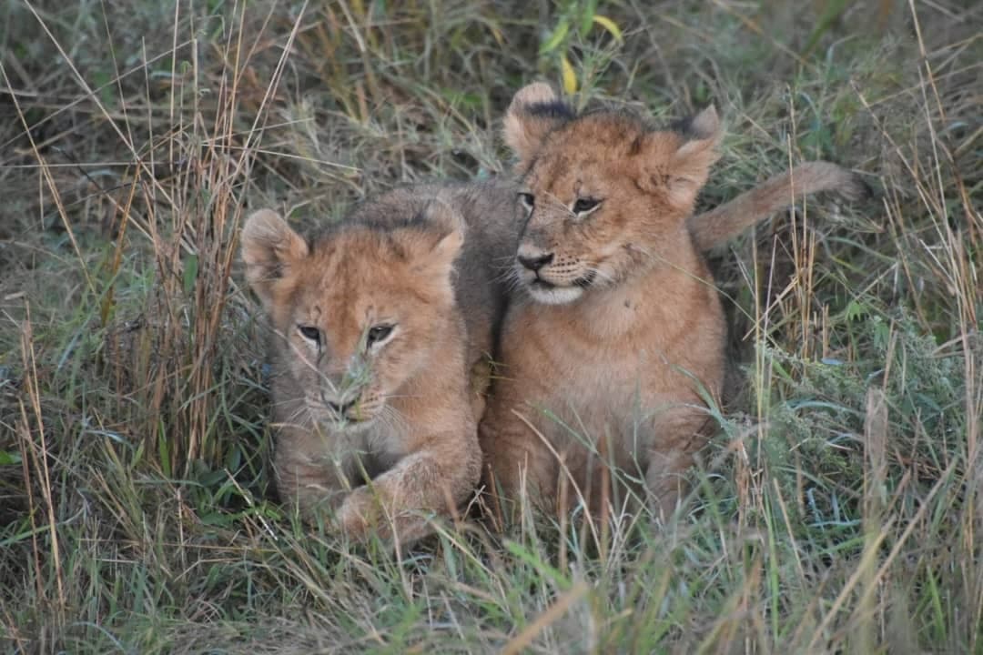 Zwei junge Löwen im hohen Gras des Mikumi-Nationalparks