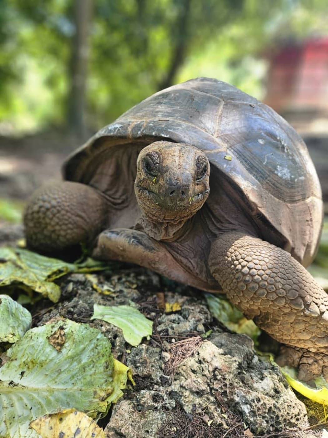 Riesenschildkröte auf Prison Island vor Sansibar